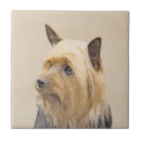 Recherche de soyeux Chien
