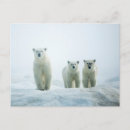 Recherche de trois animaux cartes postales Ourson