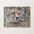 Suche nach wilde katze puzzle Spaß
