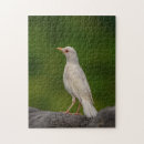 Suche nach singvögel puzzle Tier