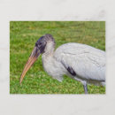 Suche nach stork postkarten Vogelvogel
