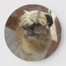 Suche nach shih tzu hunde poster Zuhause