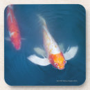Recherche de carpe koi dessous de verres Natation