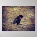 Recherche de oiseaux sur un fil posters Nature