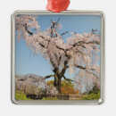 Suche nach kirschblüte ornamente Kirschbaum