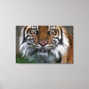 Suche nach tierfotos poster Smithsonian