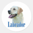 Recherche de labrador retriever jaune autocollants Laboratoire noir