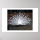 Suche nach albino poster Pfau