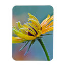 Recherche de susans magnets Jardin