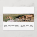 Recherche de kalahari cartes postales Botswana