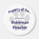 Recherche de pinscher magnets Dobe