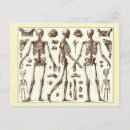 Recherche de illustration scientifique cartes postales Squelette