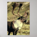 Suche nach karibu poster Säugetier