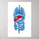 Suche nach pankreas poster Blau