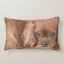Suche nach cavalier king charles spaniel kissen Spaniels