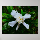 Suche nach gardenia poster Flower