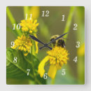 Recherche de bourdons horloges Insecte
