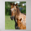 Suche nach appaloosa horse poster Bob sprache