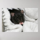 Recherche de rattie art Animal familier