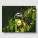 Recherche de bec photographie Nature