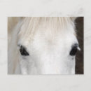 Recherche de visage de cheval cartes postales Oeil