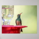 Suche nach kolibri poster Wild