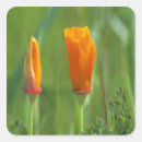 Recherche de pavots autocollants Lumineux