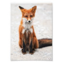 Suche nach niedlicher fuchs poster Wild