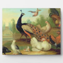 Suche nach pfau fotoplatten Vögel
