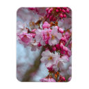 Recherche de fleurs de cerisier magnets Printemps