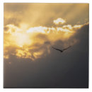 Recherche de rapace carreaux Oiseau de proie