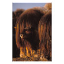 Suche nach moschusochse poster Fauna
