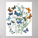 Suche nach schmetterlingsgeschenke poster Schmetterlingskunst