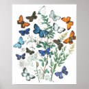 Recherche de illustration papillon posters Illustration de papillons