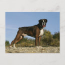 Recherche de pam cartes postales Boxeur