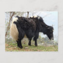 Recherche de yaks cartes postales Tibet