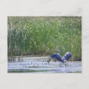 Recherche de refuge cartes postales Oiseau