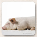 Suche nach ferkel untersetzer Natur