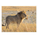 Suche nach male lion poster Foto