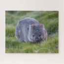 Recherche de wombats Australie