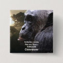 Recherche de chimpanzé badges Primates