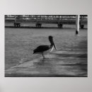 Recherche de pelican posters Pélican