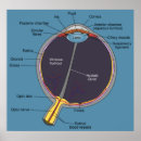 Suche nach medizinisches diagramm poster Menschlich