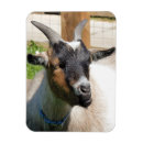 Recherche de chèvre mignonne magnets Chèvres