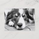Recherche de colley cartes visite Dog