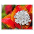 Recherche de tulipe rouge posters Coloré