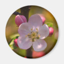 Recherche de pommier magnets Floral
