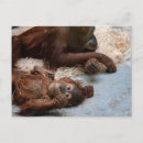 Suche nach zoo tiere postkarten Natur