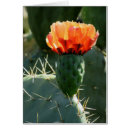 Recherche de figuier cartes postales Cactus