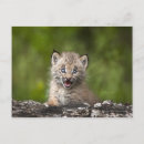 Suche nach lynx poster Anfänge